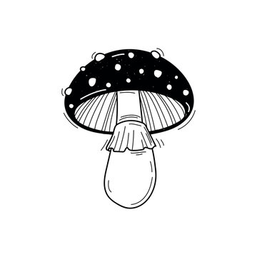 recommend clip art: Vector hand drawn mushroom sketch isolated on white background. Amanita muscaria, fly agaric black and white illustration