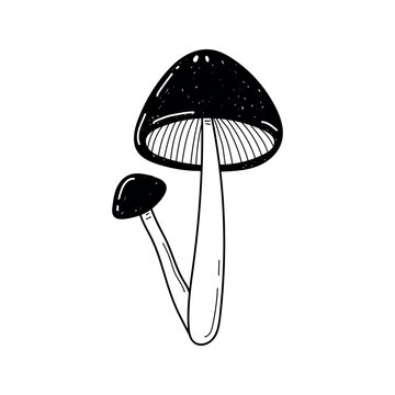 recommend clip art: Vector hand drawn two mushrooms sketch isolated on white background. Amanita muscaria, fly agaric black and white illustration