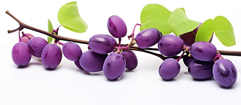 Purple fruit from the holboellia latifolia Wall or akebi AKEBIA QUINATA