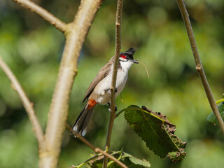 Pycnonotus jocosus bird - Red Whiskered Bulbul perching on branch, holding a straw