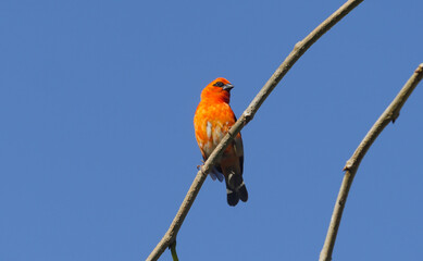 Red Fody bird from Mauritius perching on branch in clear sky