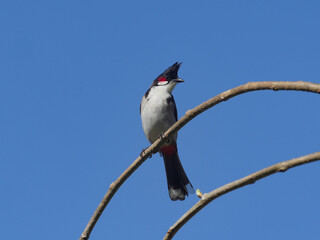 Pycnonotus jocosus bird - Red Whiskered Bulbul isolated in blue sky, perching on branch