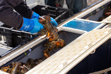 marin tri les homards, réservoir, horizontal, 