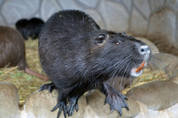 nutria at the zoo