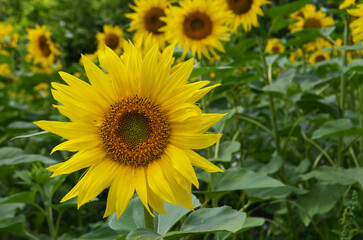 field of sunflowers