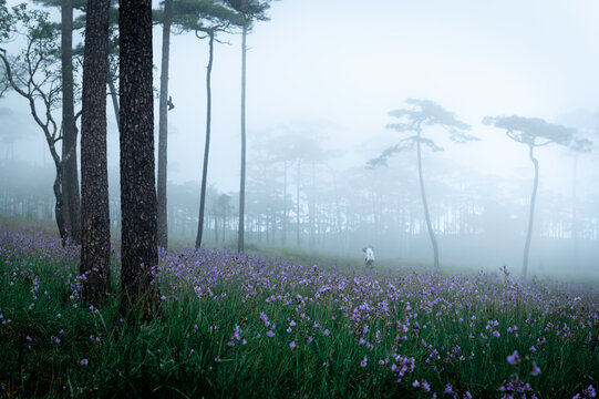 Phu Soi Dao National Park in the rainy season