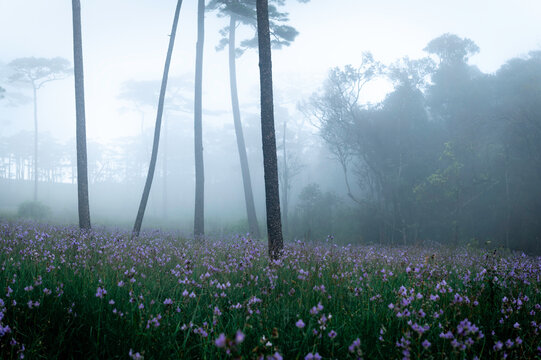 Phu Soi Dao National Park in the rainy season