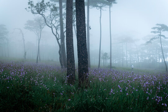 Phu Soi Dao National Park in the rainy season
