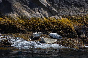 Spotted Seals resting by the ocean and cliffside. Beautiful landscape showing showing wildlife, sea life, nature, sea, and mammals in Alaska. 