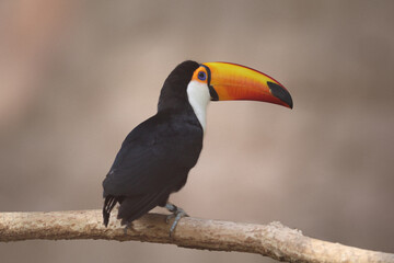 Toucan sitting on tree branch in tropical forest or jungle. Ramphastos toco. High quality photo