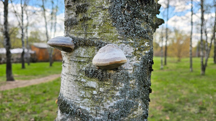 Tree fungus, birch sponge on a birch trunk in summer in a forest or park