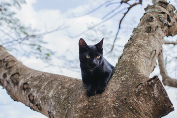 black cat on tree