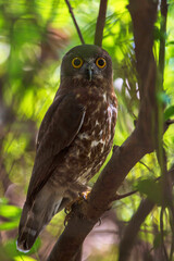 Brown Hawk Owl in wild's of SriLanka