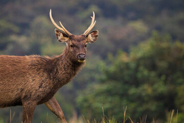 Sambar Deer in the Horton Plains National Park , Sri Lanka