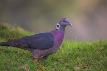 pigeon on the grass