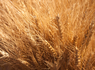 Closeup of wheat, Sheaf of wheat on the field, Harvest