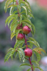 Nectarines ripen on a tree in the garden