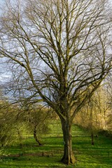 Obraz premium tree in the park