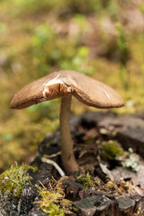 Beautiful closeup of forest mushrooms. Gathering mushrooms. Mushrooms photo, forest photo, forest background