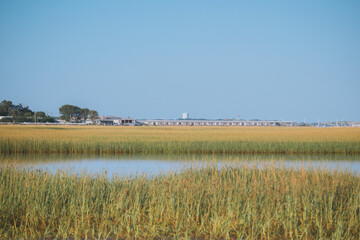 marsh