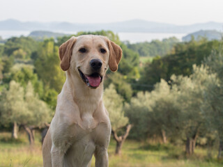 Portrait of a sitting yellow Labrador Retriever in Toscany with pine and olive trees and a lake in the background