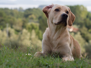 Portrait of a lying yellow Labrador Retriever in Toscany with pine and olive trees and a lake in the background