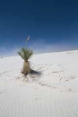 Plant life surviving in White Sands New Mexico