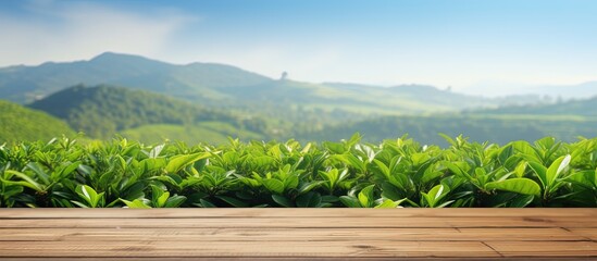 Wooden table top with blurred tea plantation landscape and green leaf frame against blue sky used...