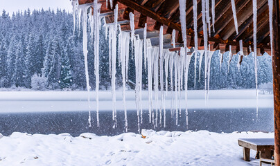 icicles in the snow