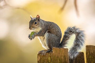 Naklejka na ściany i meble A gray squirrel eating a nut 