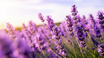 Obraz premium Lavender field close-up on a sunny day