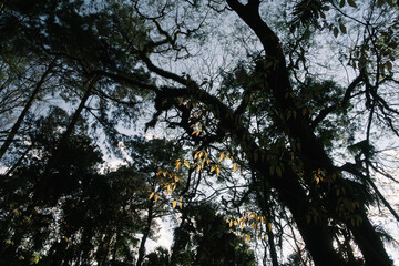 View from below of a tropical forest on a sunny afternoon and blue skies and one of the branches being directly lit by the golden hour sun