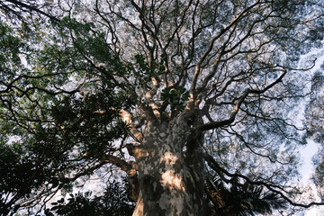 Old big tree seen from below with branches without many leaves on a sunny afternoon day
