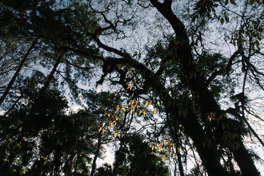 View from below of a tropical forest on a sunny afternoon and blue skies and one of the branches being directly lit by the golden hour sun