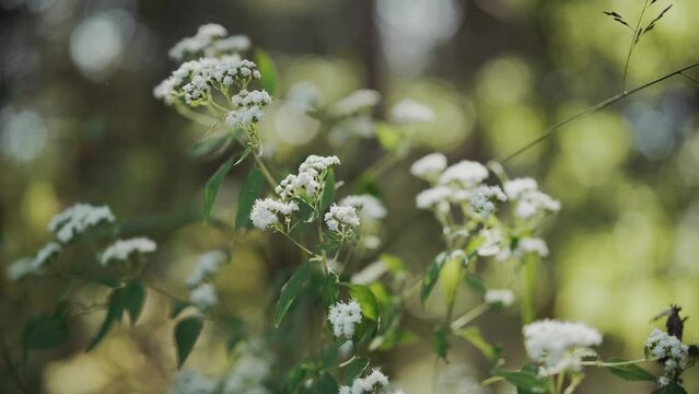 Tiny white flowers on a green plant with tiny bugs flying around.
