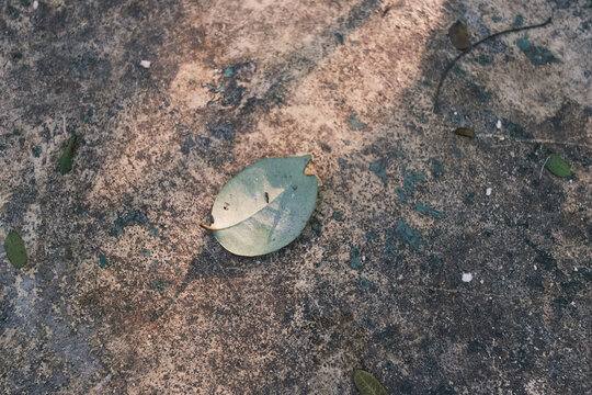 Fallen leaves on a cement ground on a sunny day