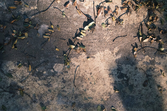 Fallen leaves on a cement ground on a sunny day