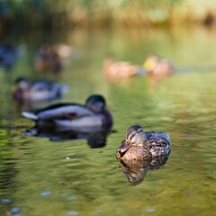 Grupa kaczek krzyżówek pływających na stawie w letni słoneczny dzień - obrazy, fototapety, plakaty