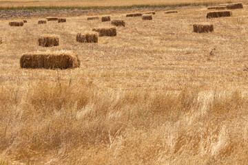 Many hay bales on the field, harvest time © Insight Lens
