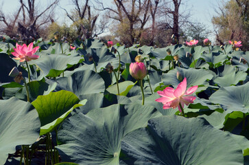
blooming lotuses