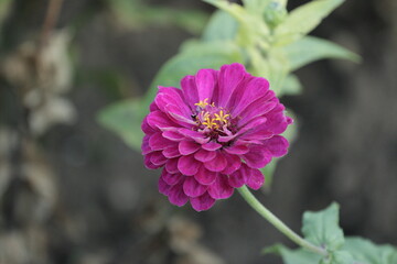 violet or red zinnia, slave fish and slave fish, swap places and it seems different