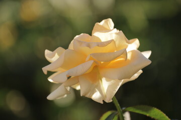 yellow rose flower