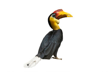 wrinkled hornbill isolated on white background