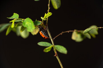 Ladybug, beautiful ladybug strolling in a garden seen through a macro lens, selective focus.