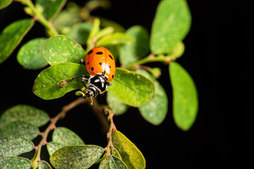 Ladybug, beautiful ladybug strolling in a garden seen through a macro lens, selective focus.