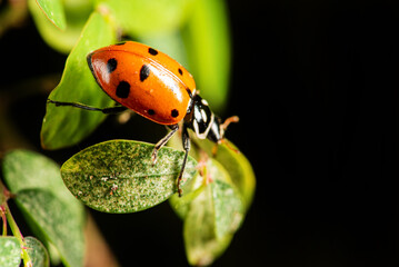 Ladybug, beautiful ladybug strolling in a garden seen through a macro lens, selective focus.