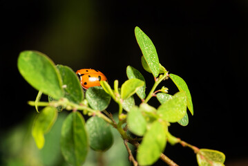Ladybug, beautiful ladybug strolling in a garden seen through a macro lens, selective focus.