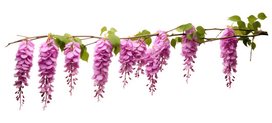 branch of beautiful hanging purple wisteria flowers, png file of isolated cutout object on transparent background.