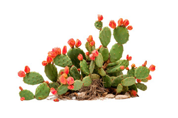 Prickly pear blooming cactus bush, png file of isolated cutout object on transparent background. - obrazy, fototapety, plakaty