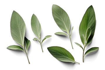 Fototapeta na wymiar several salvia leaves, png file of isolated cutout object with shadow on transparent background.